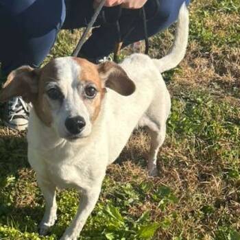 Rescue Mixed Breed Dogs for Adoption in Gadsden, Alabama - ELM 3 (Oscar) | PetCurious