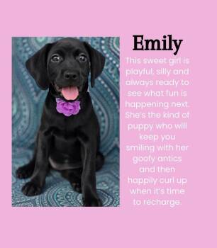 Emily -  Labrador Retriever and Mixed Breed Dog for Adoption in Saugus, Massachusetts - Emily | PetCurious