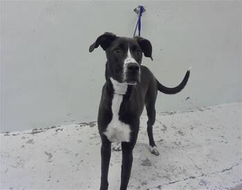 Staffordshire Bull Terrier and Mixed Breed Dogs Available for Adoption - CHARLEY | PetCurious