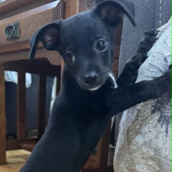 Ragnar FC AS -  Dachshund and Mixed Breed Dog for Adoption in Union, Missouri - Ragnar FC AS | PetCurious