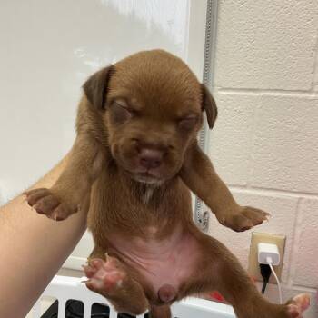 Pixie -  Mixed Breed Dog for Adoption in Corpus Christi, Texas - Pixie | PetCurious