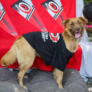 Boomani -  Retriever Dog for Adoption in Wake Forest, North Carolina - Boomani | PetCurious