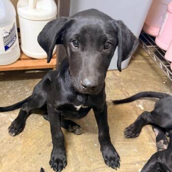 Frankie -  Mixed Breed Dog for Adoption in Corinth, Mississippi - Frankie | PetCurious