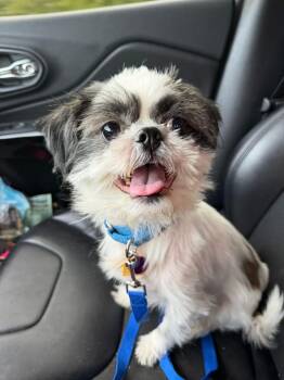 Shih Tzu Dogs Available for Adoption in St. Louis, Missouri - Max  | PetCurious