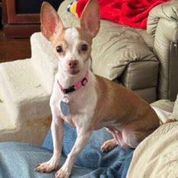 Chihuahua Dogs Available for Adoption - Lilly | PetCurious
