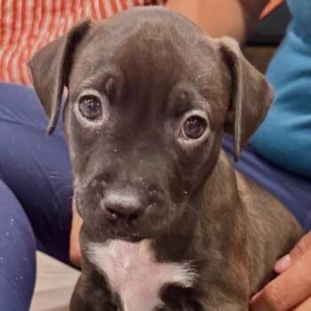 Orion Starstruck -  Plott Hound Dog for Adoption in Andover, Massachusetts - Orion Starstruck | PetCurious