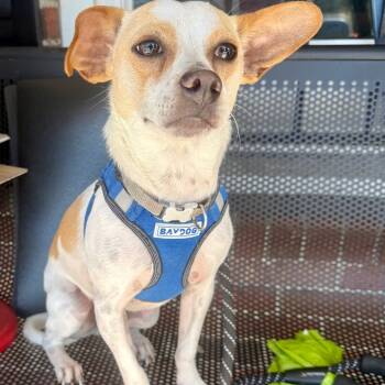 Rescue Schnauzer and Jack Russell Terrier Dogs for Adoption in Savannah, Georgia - Justin Alexander (Camellia Bridal Litter) | PetCurious