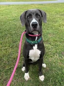 ELLIS -  American Bulldog and Mixed Breed Dog for Adoption in Brunswick, Georgia - ELLIS | PetCurious