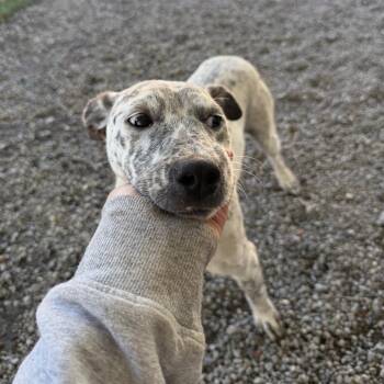 Cow -  Cattle Dog and Mixed Breed Dog for Adoption in Tacoma, Washington - Cow | PetCurious