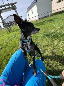 Turner -  Mixed Breed Dog for Adoption in Minot, North Dakota - Turner | PetCurious