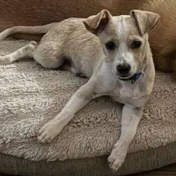 Graham Cracker 2026-321 -  Chihuahua Dog for Adoption in Winder, Georgia - Graham Cracker 2026-321 | PetCurious