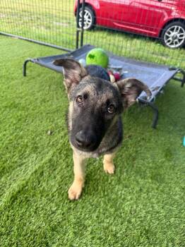 Jango -  Shepherd Dog for Adoption in Lakeland, Florida - Jango | PetCurious