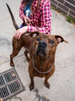 Mixed Breed Dogs Available for Adoption in Chamblee, Georgia - Superbad | PetCurious
