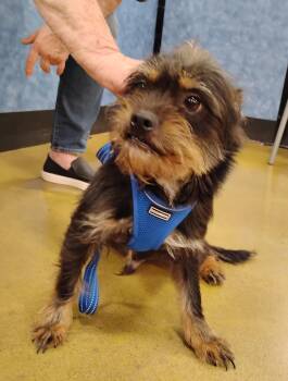 Rescue Cairn Terrier Dogs for Adoption in Tulsa, Oklahoma - Mr. Pickles | PetCurious