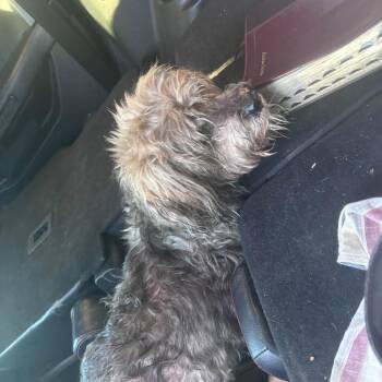 TNGC-Stray-1401 -  Yorkshire Terrier Dog for Adoption in Pulaski, Tennessee - TNGC-Stray-1401 | PetCurious