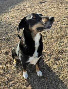 Lily -  Border Collie and Mountain Dog Dog for Adoption in Evergreen, Colorado - Lily | PetCurious
