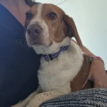 Beagle Dogs Available for Adoption in Fernandina Beach, Florida - SHUG | PetCurious