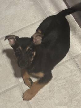 Corgi and German Shepherd Dog Dogs Available for Adoption - Bronx | PetCurious