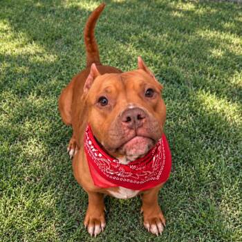 Honey -  American Staffordshire Terrier Dog for Adoption in Oak Point, Texas - Honey | PetCurious