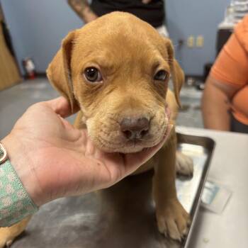 Rocky -  Mixed Breed Dog for Adoption in Saint Joseph, Missouri - Rocky | PetCurious