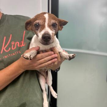 Jolie -  Chihuahua Dog for Adoption in Abilene, Texas - Jolie | PetCurious