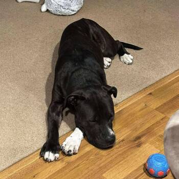 Rescue Pit Bull Terrier Dogs for Adoption in Grand Forks, North Dakota - Tulu | PetCurious