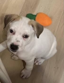 Rescue Mixed Breed Dogs for Adoption in Lake View, New York - Frosted Flakes | PetCurious