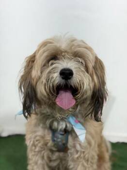 Theodore-One of our Amazing Rescue Dogs -  Havanese and Lhasa Apso Dog for Adoption in Carlsbad, California - Theodore-One Of Our Amazing Rescue Dogs | PetCurious