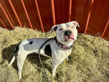 Rescue American Staffordshire Terrier Dogs for Adoption in Rye, Colorado - Lilo | PetCurious