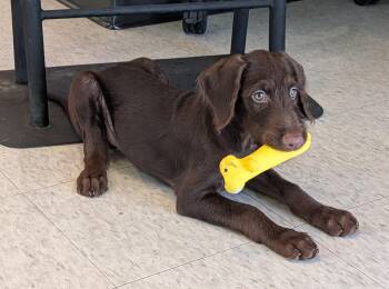 Moose A218696 -  Labradoodle Dog for Adoption in Plano, Texas - Moose A218696 | PetCurious
