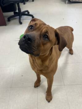 Mastiff and Labrador Retriever Dogs Available for Adoption - Hyacinth | PetCurious