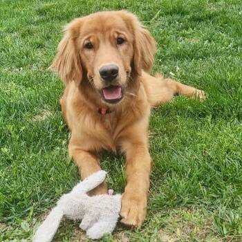 Daisy Duke -  Golden Retriever Dog for Adoption in Mead, Colorado - Daisy Duke | PetCurious