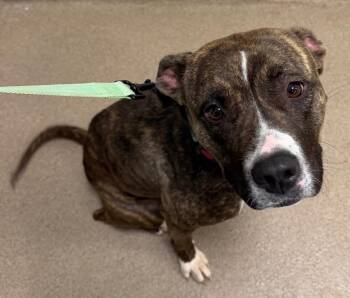 Brynn -  Pit Bull Terrier Dog for Adoption - Brynn | PetCurious