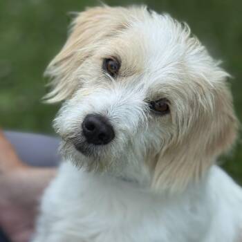 Norman -  Terrier Dog for Adoption in Meherrin, Virginia - Norman | PetCurious