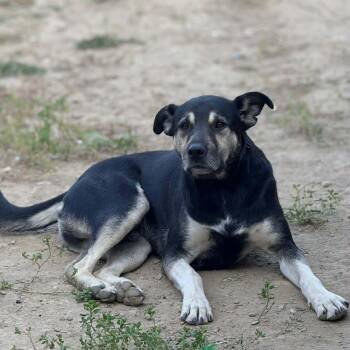 German Shepherd Dog Dogs Available for Adoption - Grizzly | PetCurious