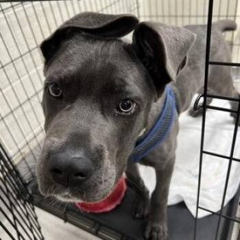 Mixed Breed Dogs Available for Adoption in Athens, Georgia - Kaiju | PetCurious