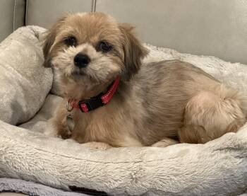 Bojo -  Lhasa Apso and Shih Tzu Dog for Adoption in Elk Grove, California - Bojo | PetCurious