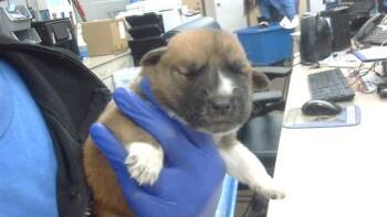 Rescue Mixed Breed Dogs for Adoption in Dallas, Texas - LILIAH | PetCurious