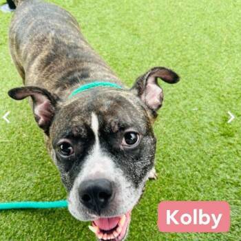 Kolby -  American Staffordshire Terrier Dog for Adoption in New York, New York - Kolby | PetCurious