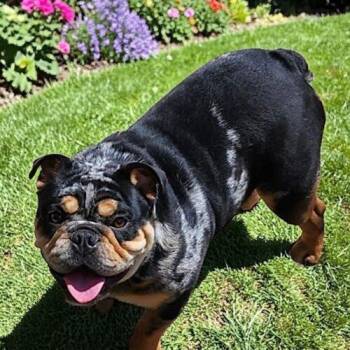 English Bulldog Dogs Available for Adoption in Memphis, Tennessee - Cisco | PetCurious