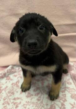 Harper -  Shepherd and Labrador Retriever Dog for Adoption in Yankton, South Dakota - Harper | PetCurious