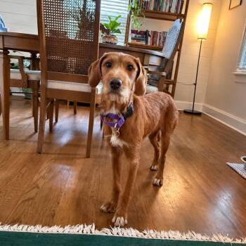 Ruby -  Terrier Dog for Adoption in Raleigh, North Carolina - Ruby | PetCurious