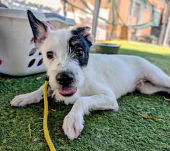 26-21H -  Terrier Dog for Adoption in Ridgecrest, California - 26-21H | PetCurious