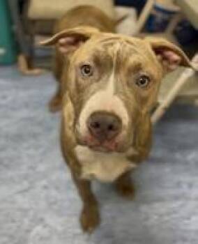 Mixed Breed Dogs Available for Adoption - Bert | PetCurious