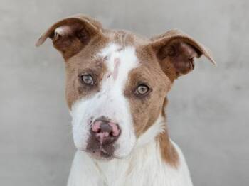 Chipper -  Mixed Breed Dog for Adoption in Longmont, Colorado - Chipper | PetCurious