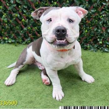 Bert A2336500 -  Mixed Breed Dog for Adoption in West Palm Beach, Florida - Bert A2336500 | PetCurious