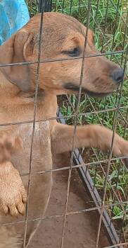 Rescue American Staffordshire Terrier Dogs for Adoption in Elgin, Texas - Rusty | PetCurious