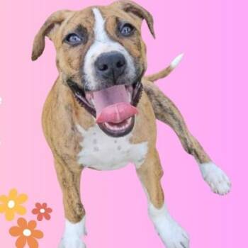 Rescue Pit Bull Terrier Dogs for Adoption in Leesburg, Georgia - Maya | PetCurious