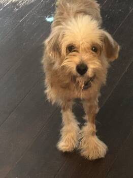 Bella -  Lhasa Apso and Shih Tzu Dog for Adoption in Barnhart, Missouri - Bella | PetCurious