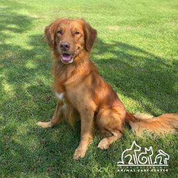 RUSTY -  Golden Retriever Dog for Adoption in Irvine, California - RUSTY | PetCurious